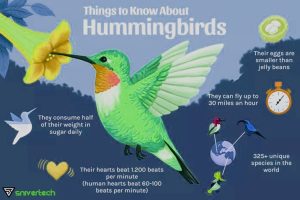 Harming Bird হার্মিং বার্ড