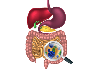 bacteria in gut