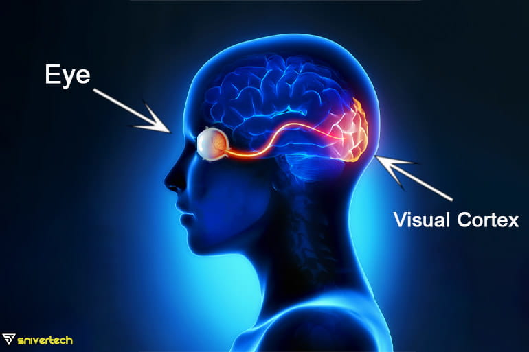 visual cortex